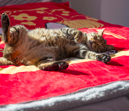 Did confinement affect my sleep/exercise routine?