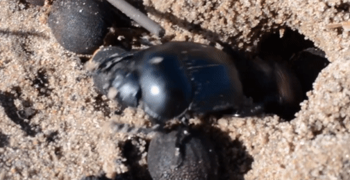 Esta semilla parece una mierda